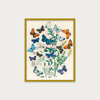 Butterflies and Moths