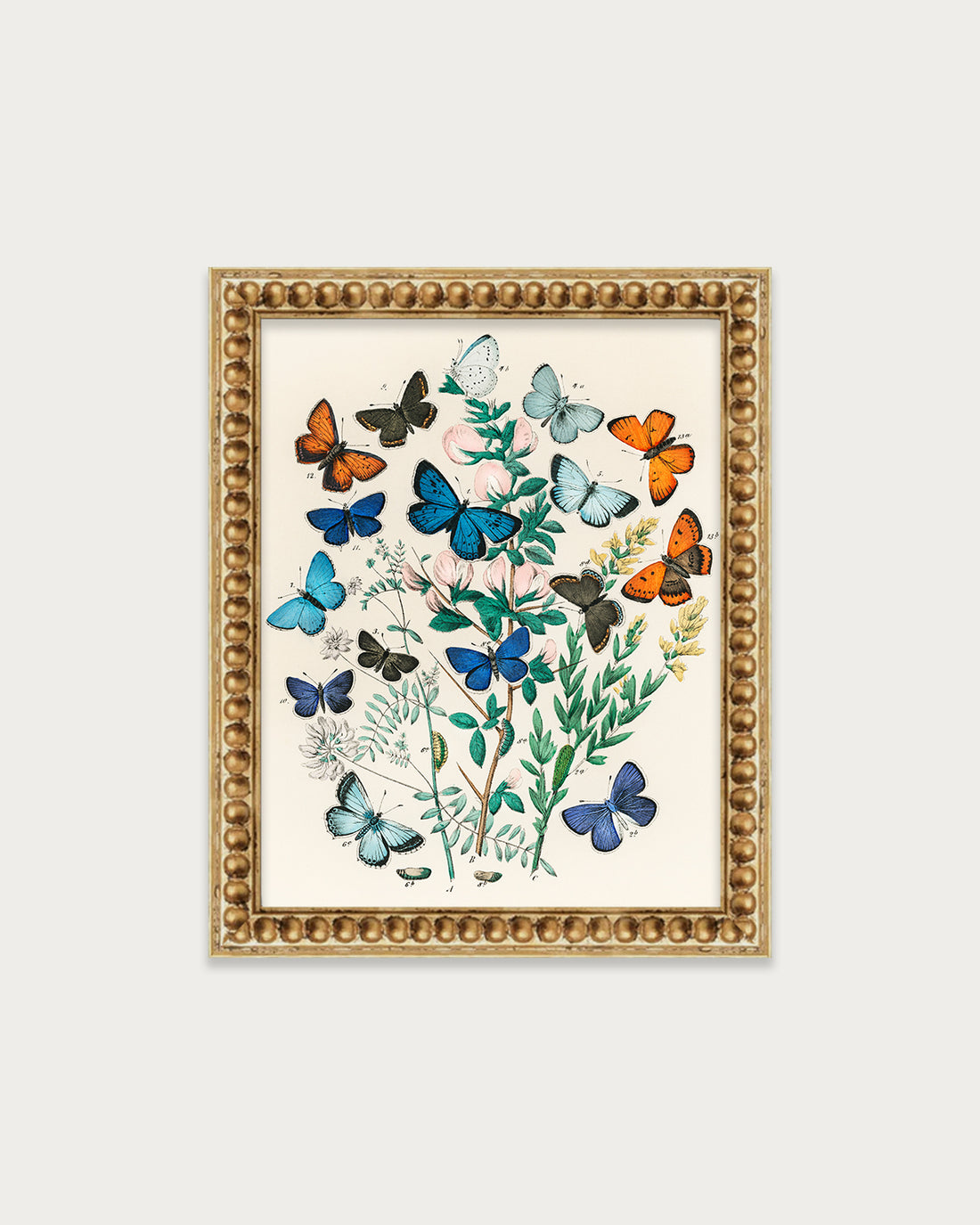 Butterflies and Moths