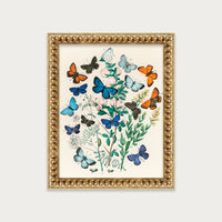 Butterflies and Moths