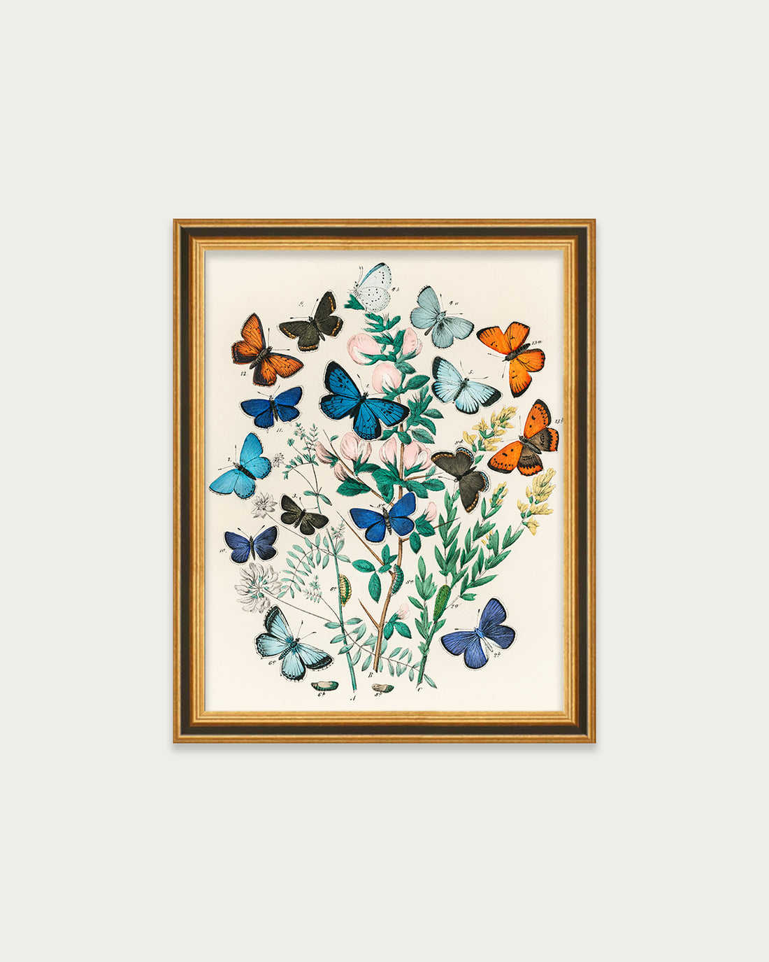 Butterflies and Moths