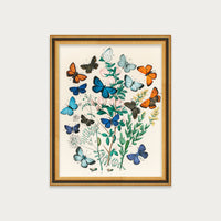 Butterflies and Moths