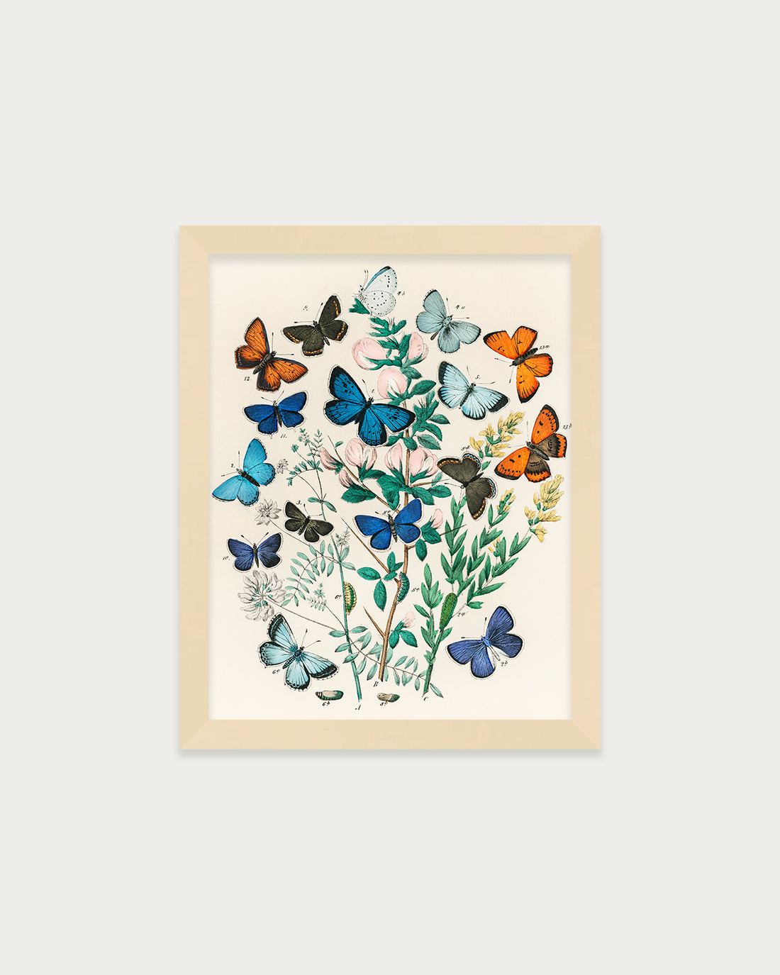 Butterflies and Moths