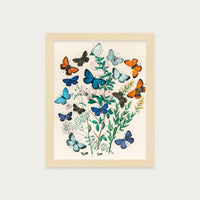 Butterflies and Moths