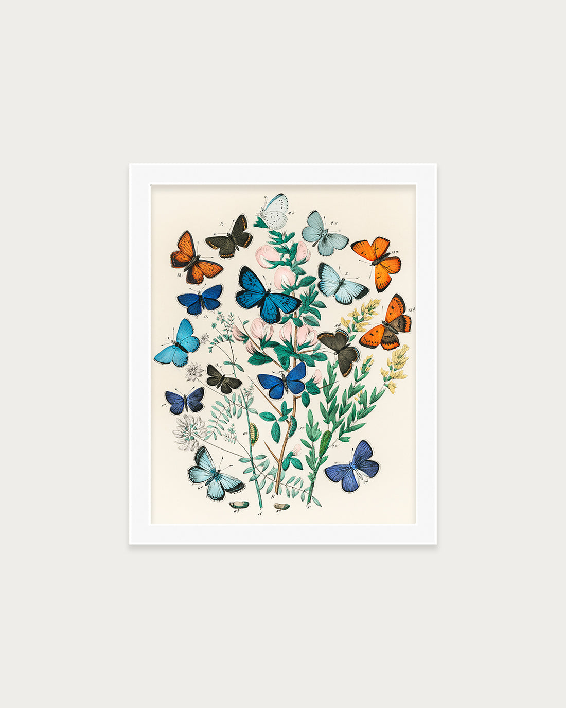 Butterflies and Moths