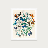 Butterflies and Moths