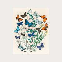 Butterflies and Moths