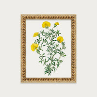 Golden Blooms
