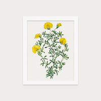 Golden Blooms
