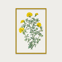 Golden Blooms