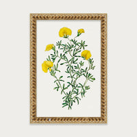 Golden Blooms
