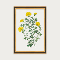 Golden Blooms