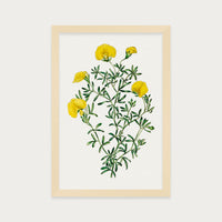 Golden Blooms