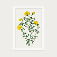 Golden Blooms