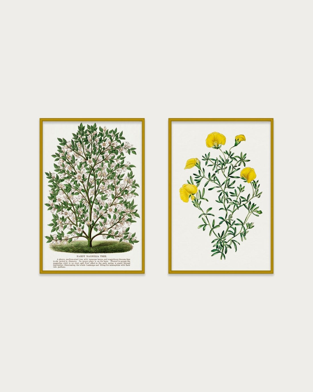 The Magnolia Set - Vintage Art Prints Bundle