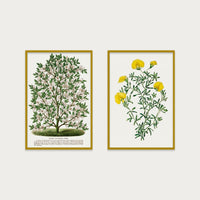 The Magnolia Set - Vintage Art Prints Bundle