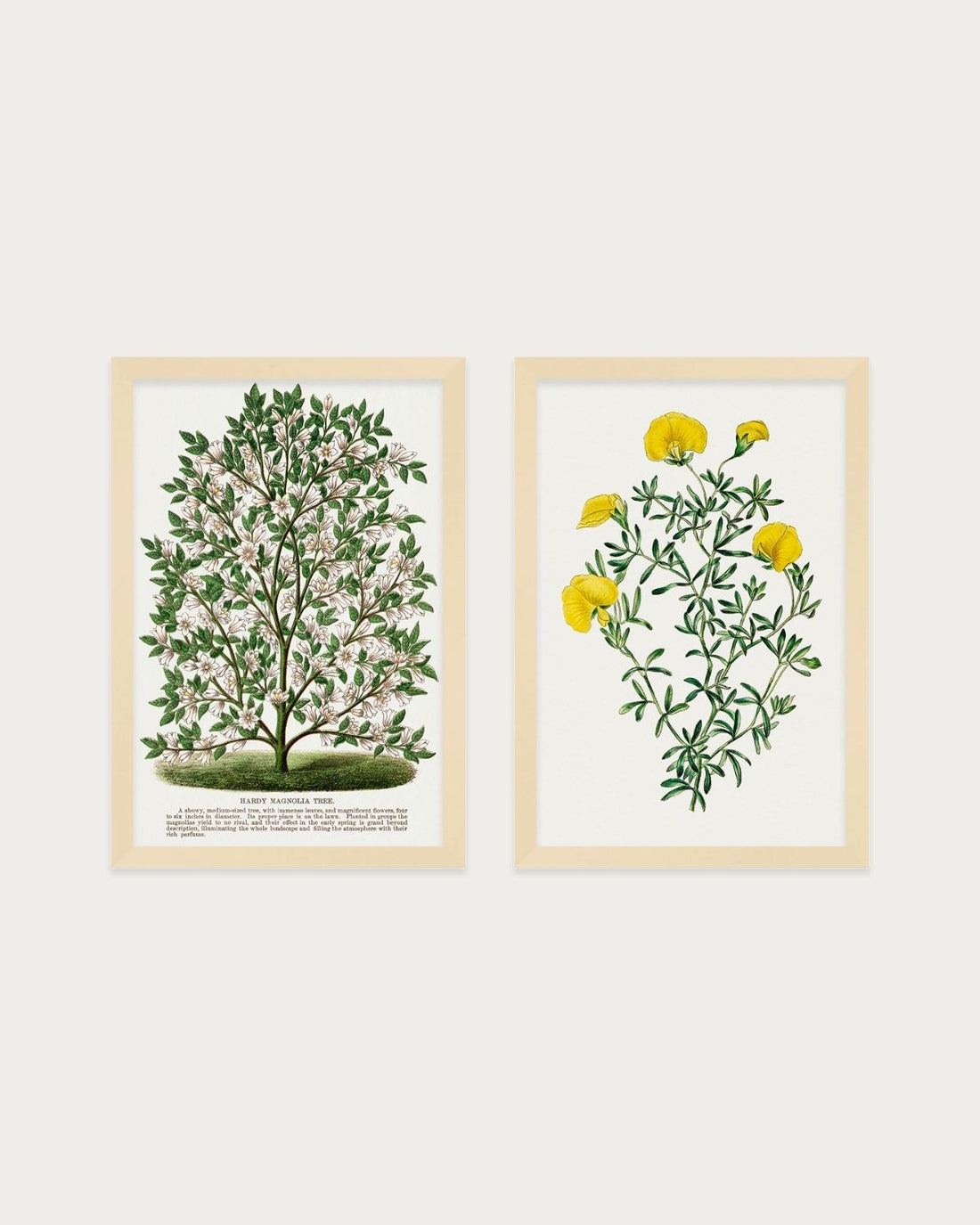 Magnolia Set