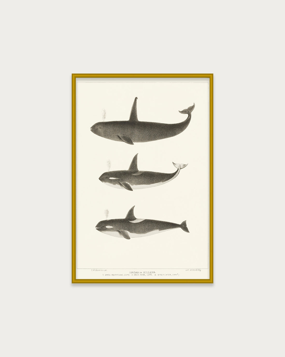 Orca and Killer Whales