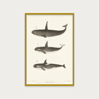 Orca and Killer Whales