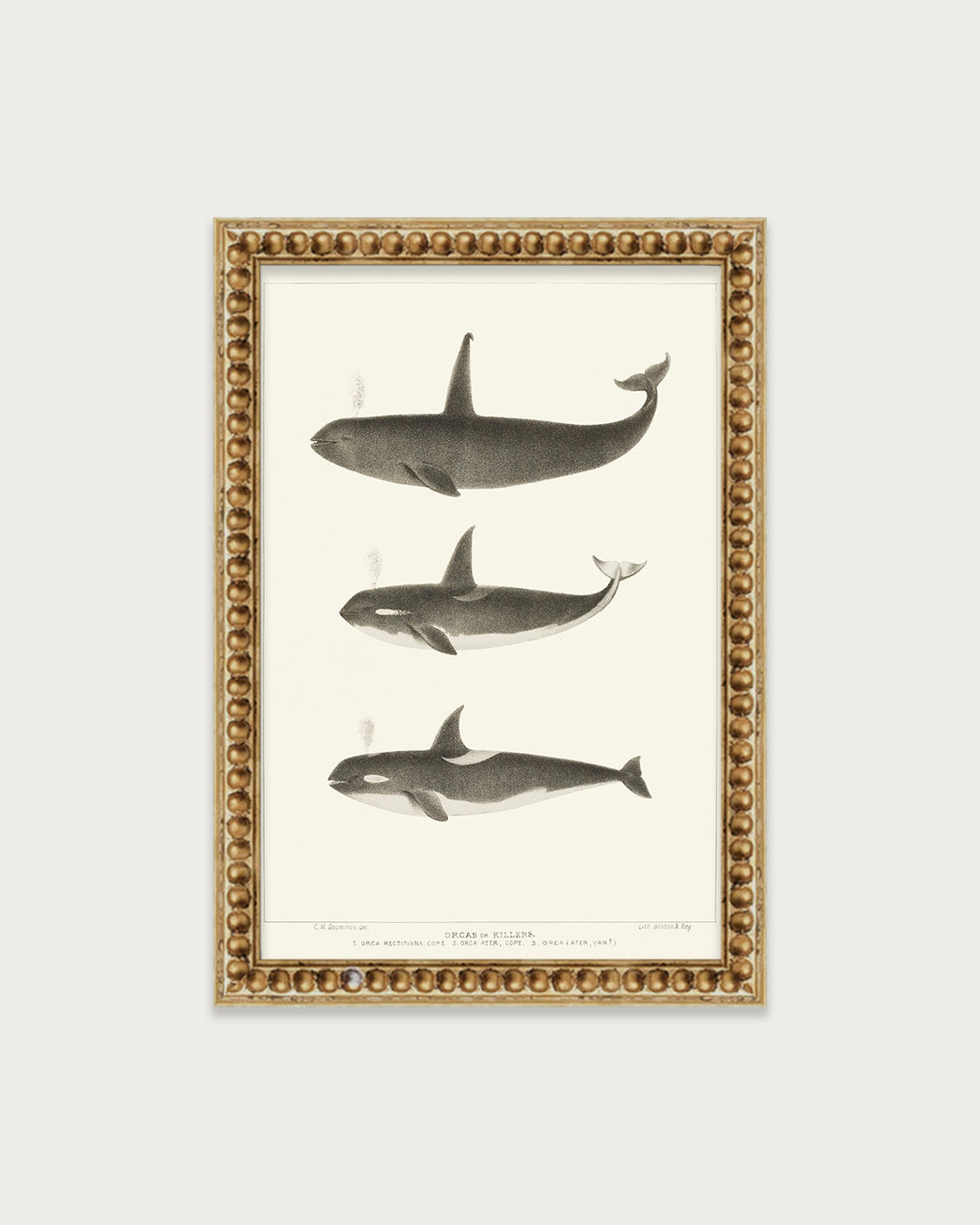 Orca and Killer Whales