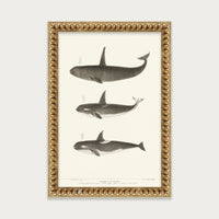 Orca and Killer Whales