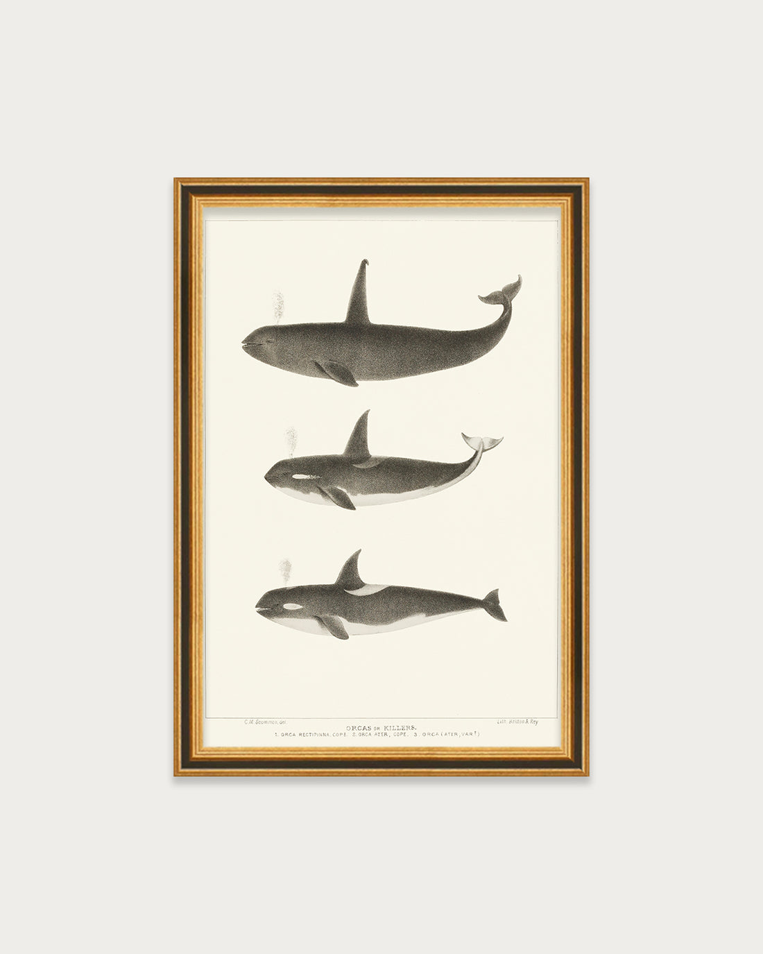 Orca and Killer Whales