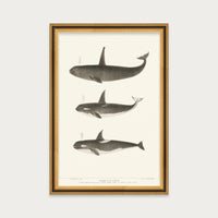 Orca and Killer Whales