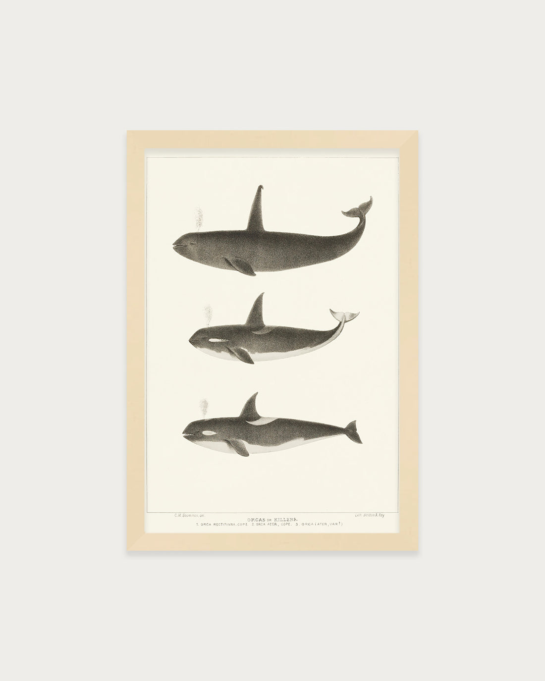 Orca and Killer Whales