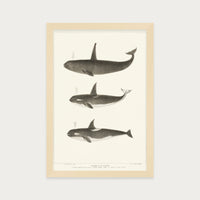 Orca and Killer Whales
