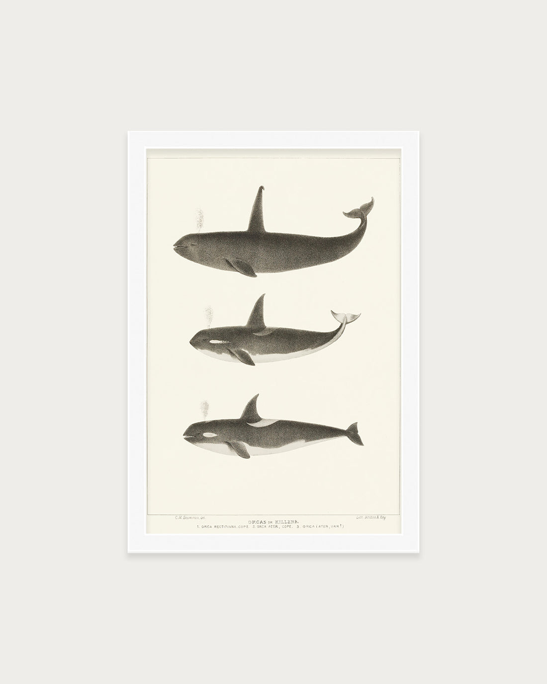 Orca and Killer Whales