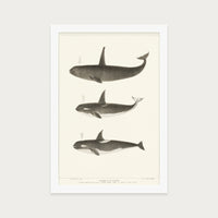 Orca and Killer Whales