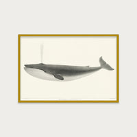 The Sulphurbottom Whale