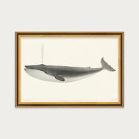 The Sulphurbottom Whale
