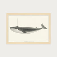 The Sulphurbottom Whale