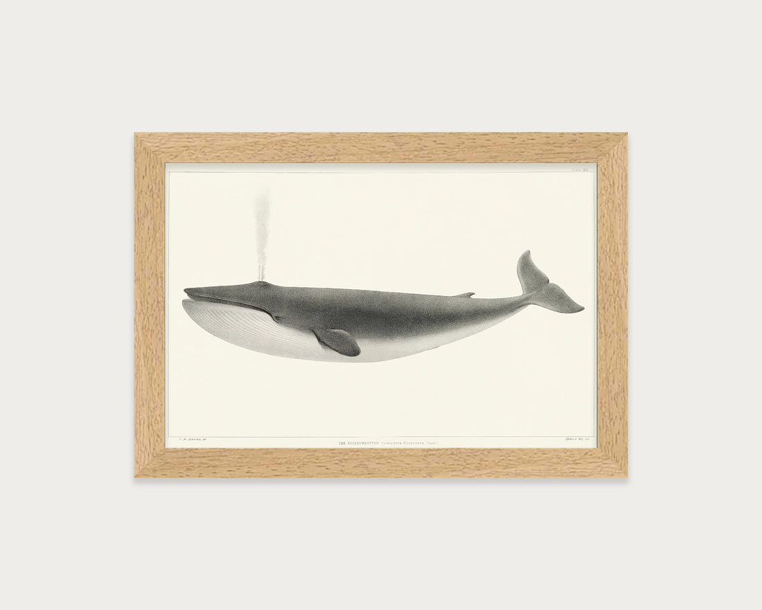 The Sulphurbottom Whale