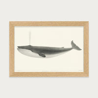 The Sulphurbottom Whale