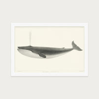 The Sulphurbottom Whale