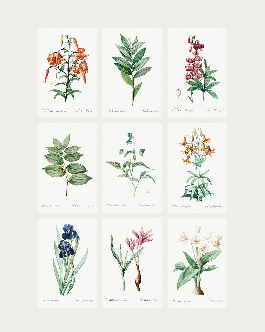 Vintage Botanical Collection