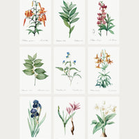 Vintage Botanical Collection