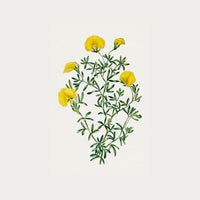 Golden Blooms
