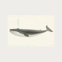 The Sulphurbottom Whale