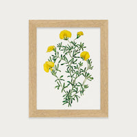 Golden Blooms