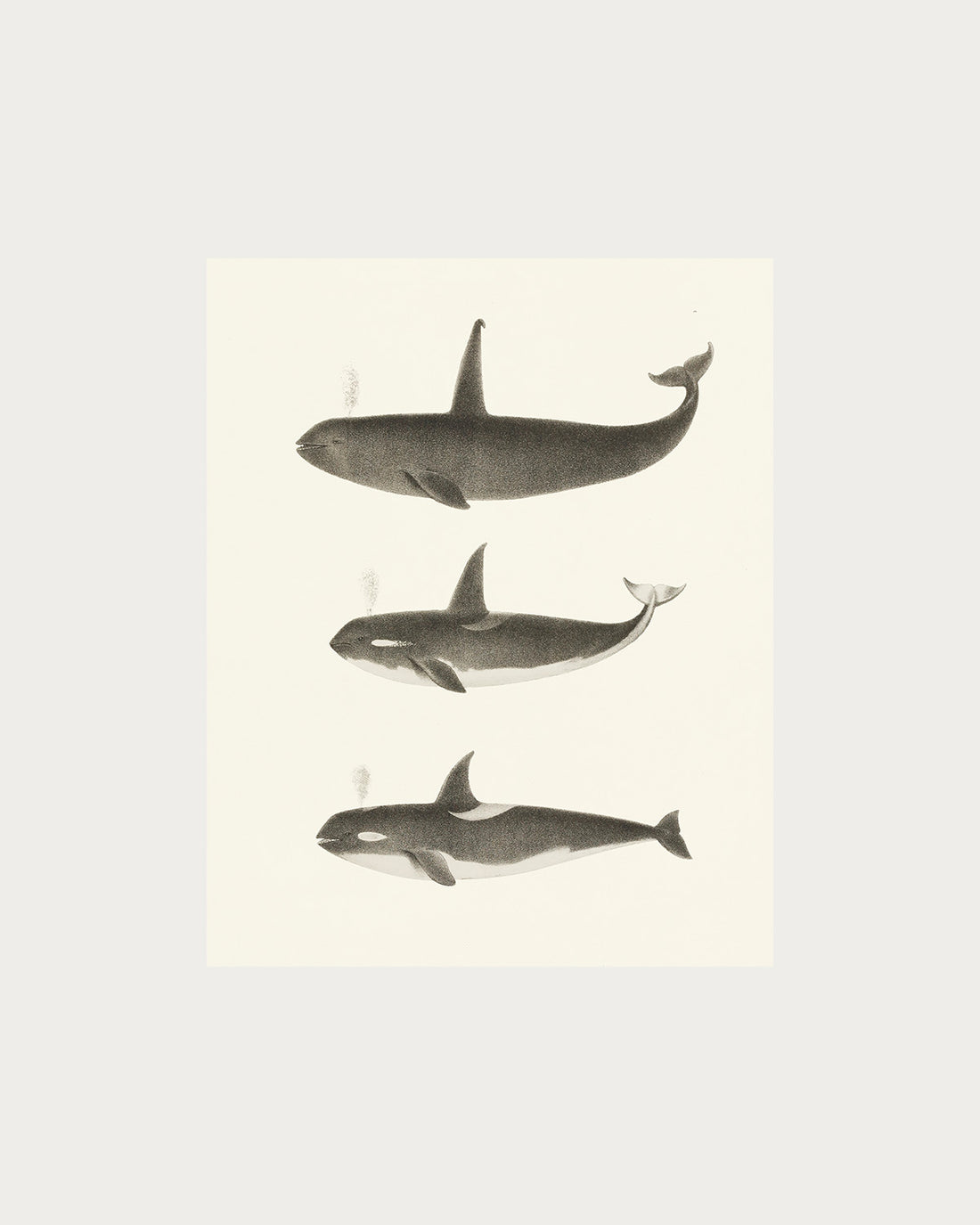 Orca and Killer Whales