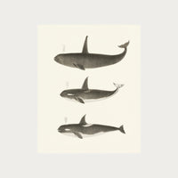 Orca and Killer Whales