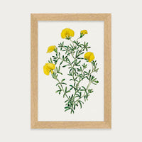 Golden Blooms