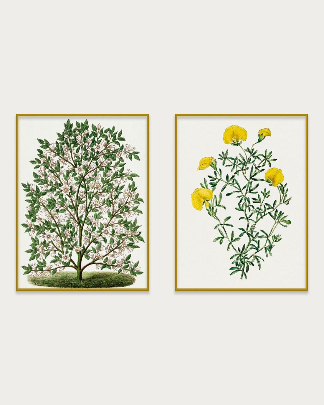 Magnolia Set