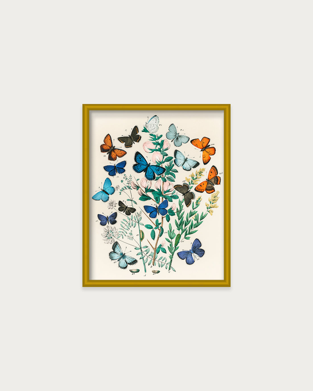 Butterflies and Moths