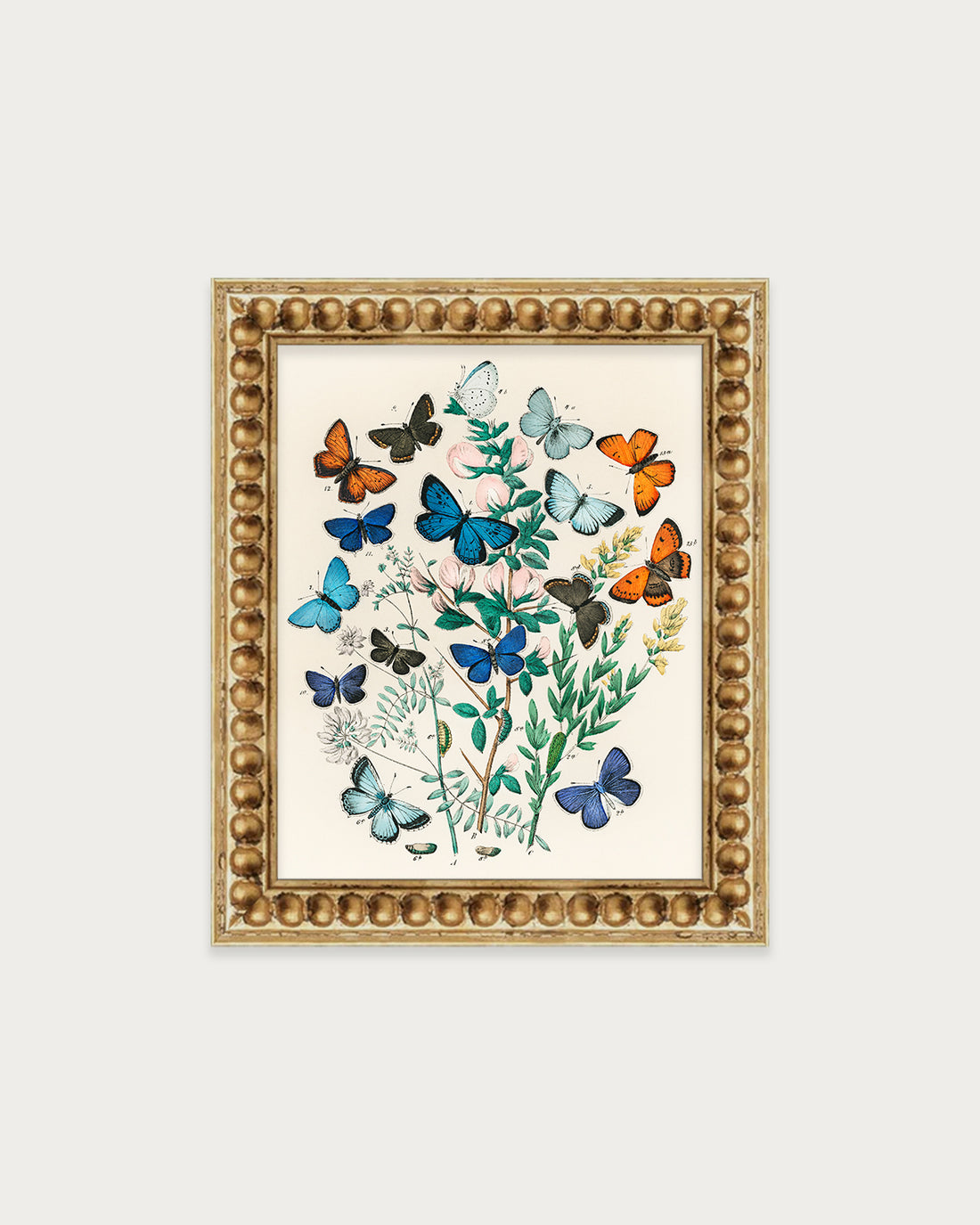 Butterflies and Moths