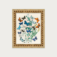 Butterflies and Moths