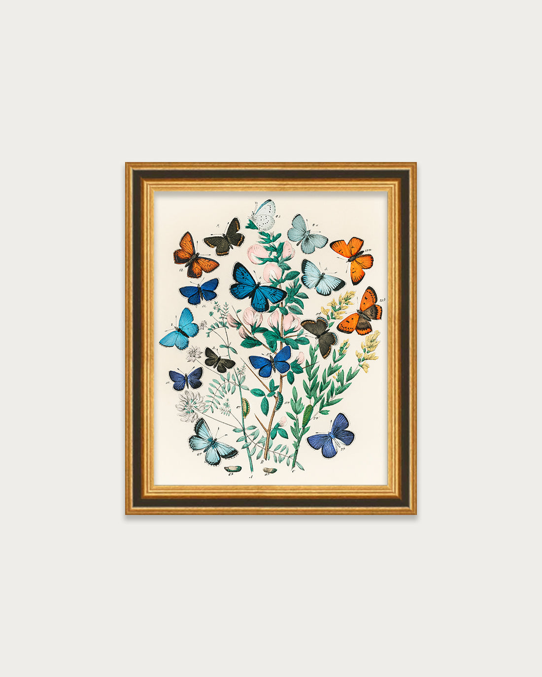 Butterflies and Moths