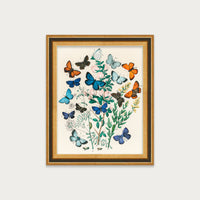 Butterflies and Moths